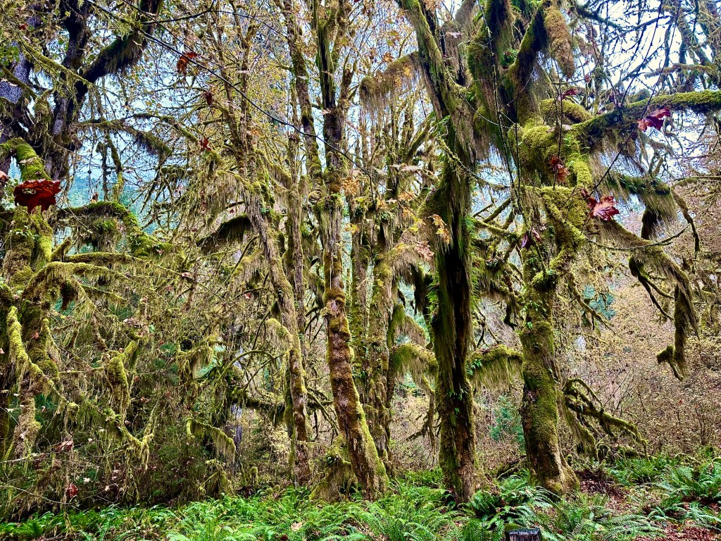 Trees draped with cascading mosses stand above ferns.