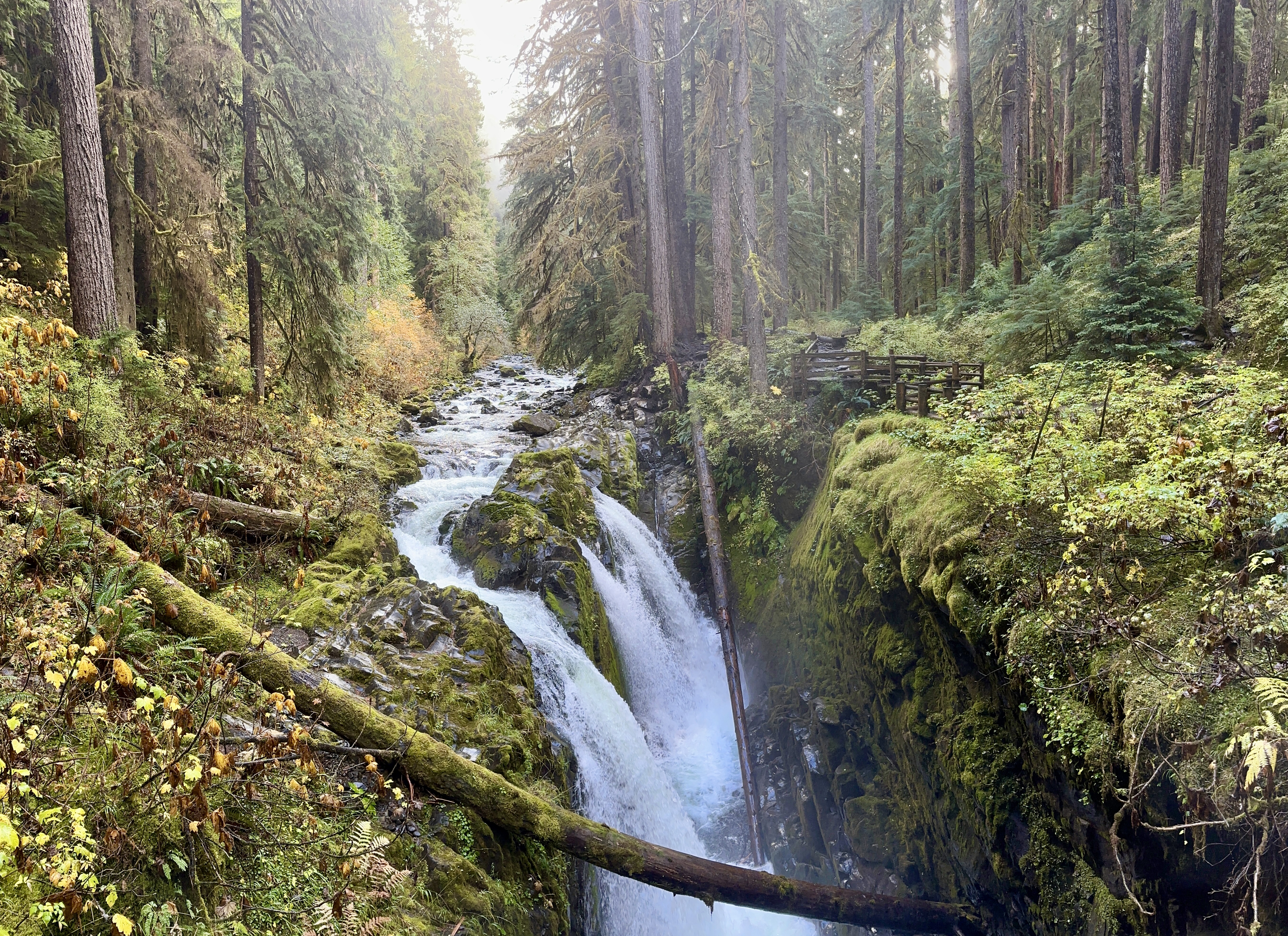 A waterfall cascades between mossy banks and tall evergreen trees.