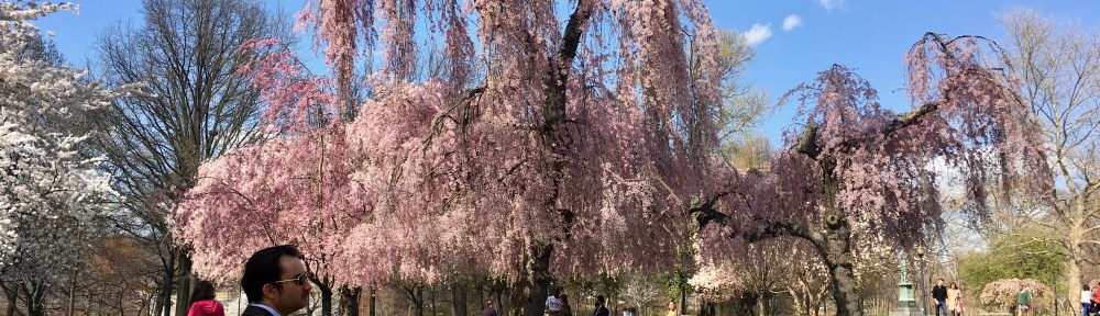 A large tree with pink blossoms and people admiring it.