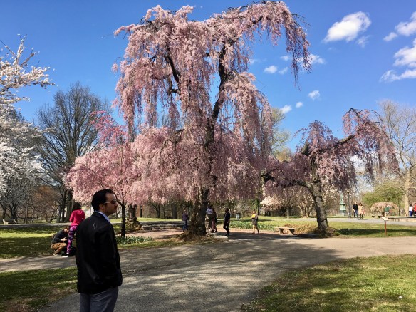 A large tree with pink blossoms and people admiring it.