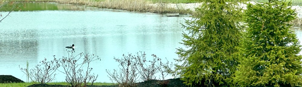 A bird floats on a pond next to roads and houses.