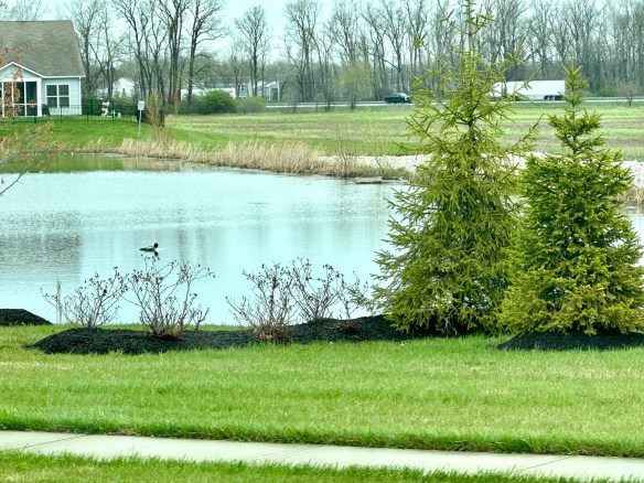 A bird floats on a pond next to roads and houses.