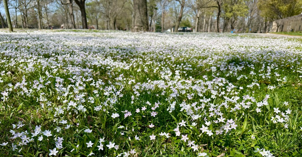 Tiny white flowers fill a field.