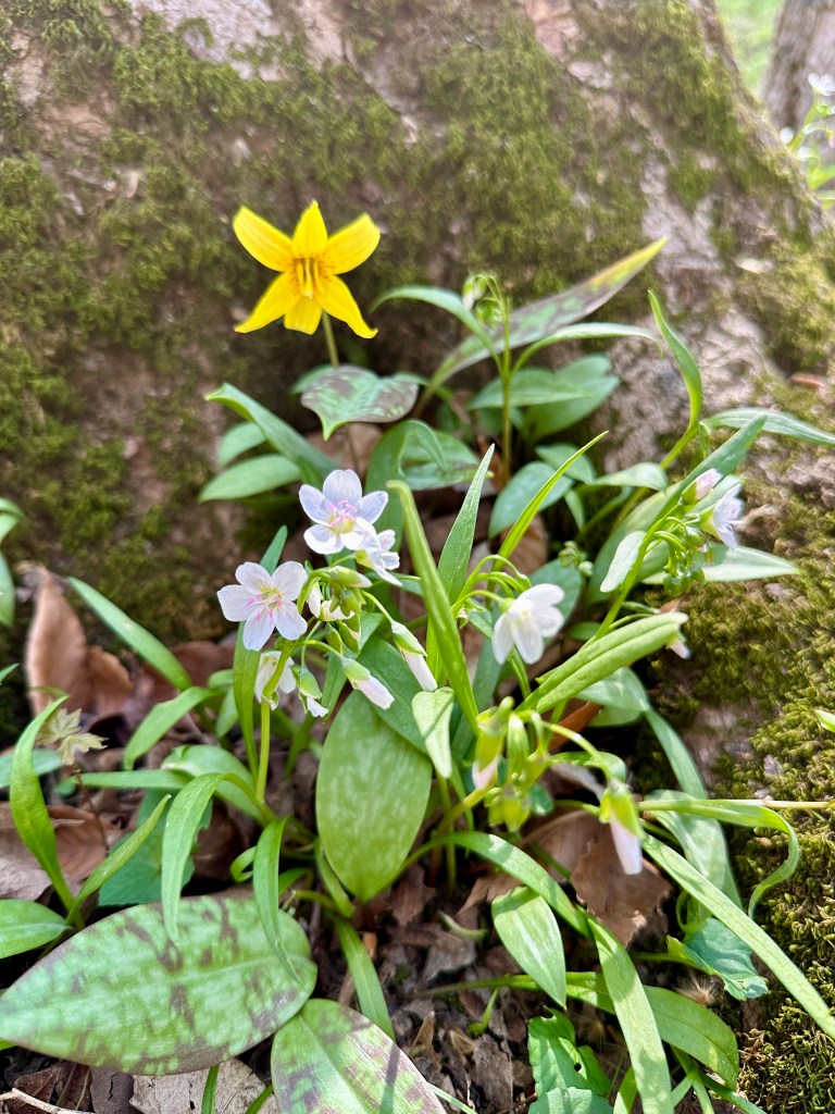 Yellow and light pink flowers bloom next to a mossy tree trunk.