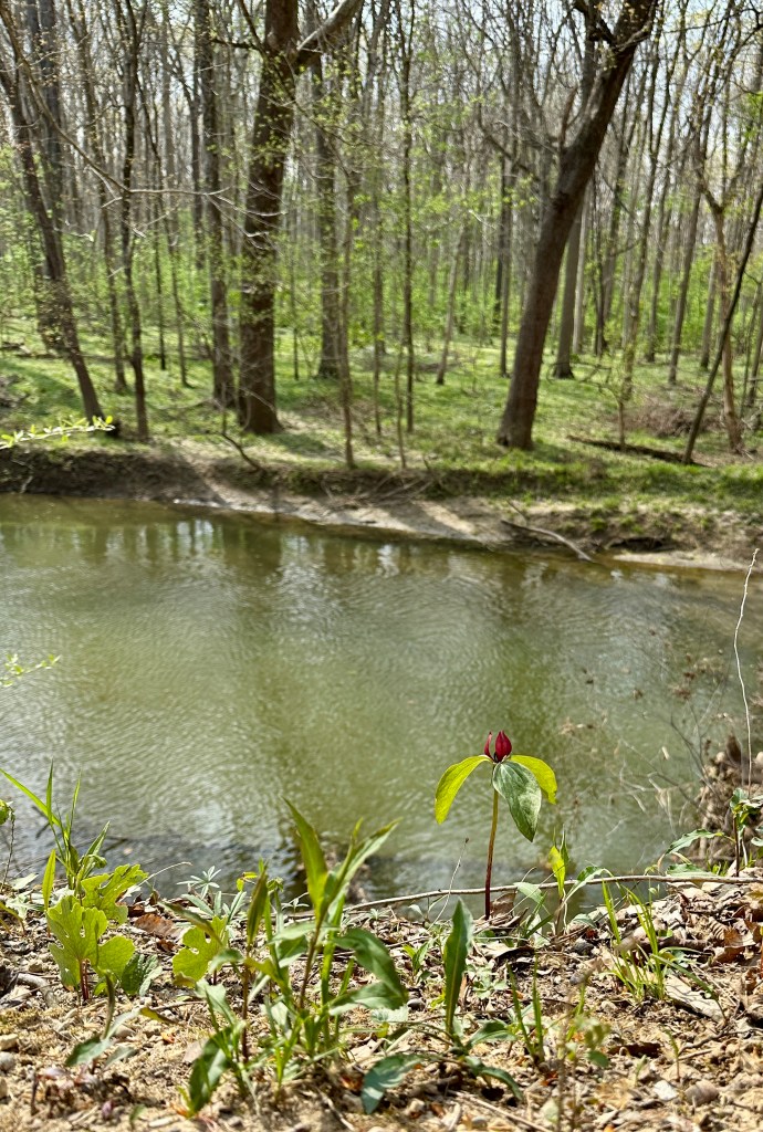 A small red flower blooms in front of a creek.