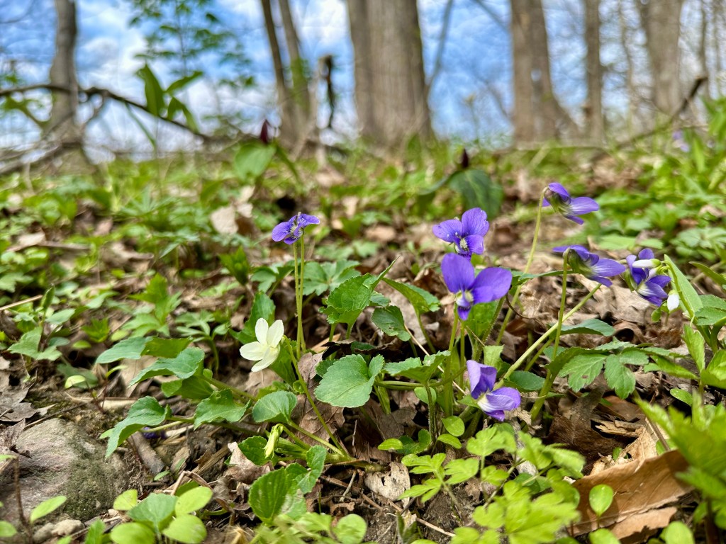 Blue violets bloom in front of trees.