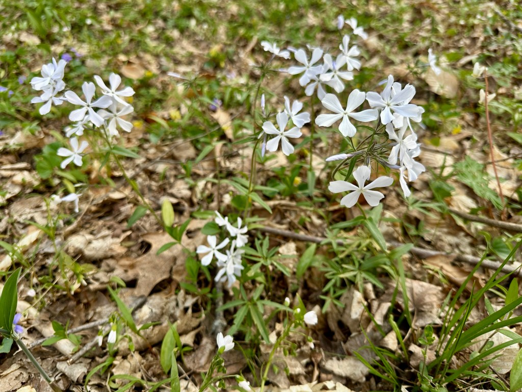 A cluster of white flowers with five petals each.