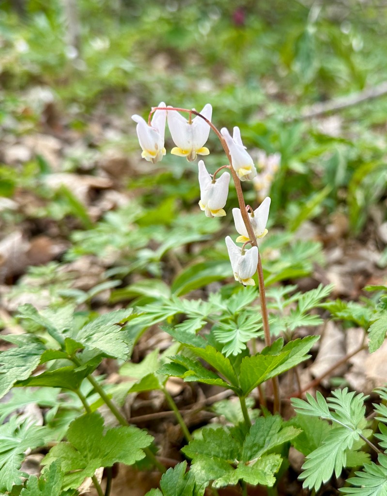 Delicate white flowers are shaped like upside-down trousers.