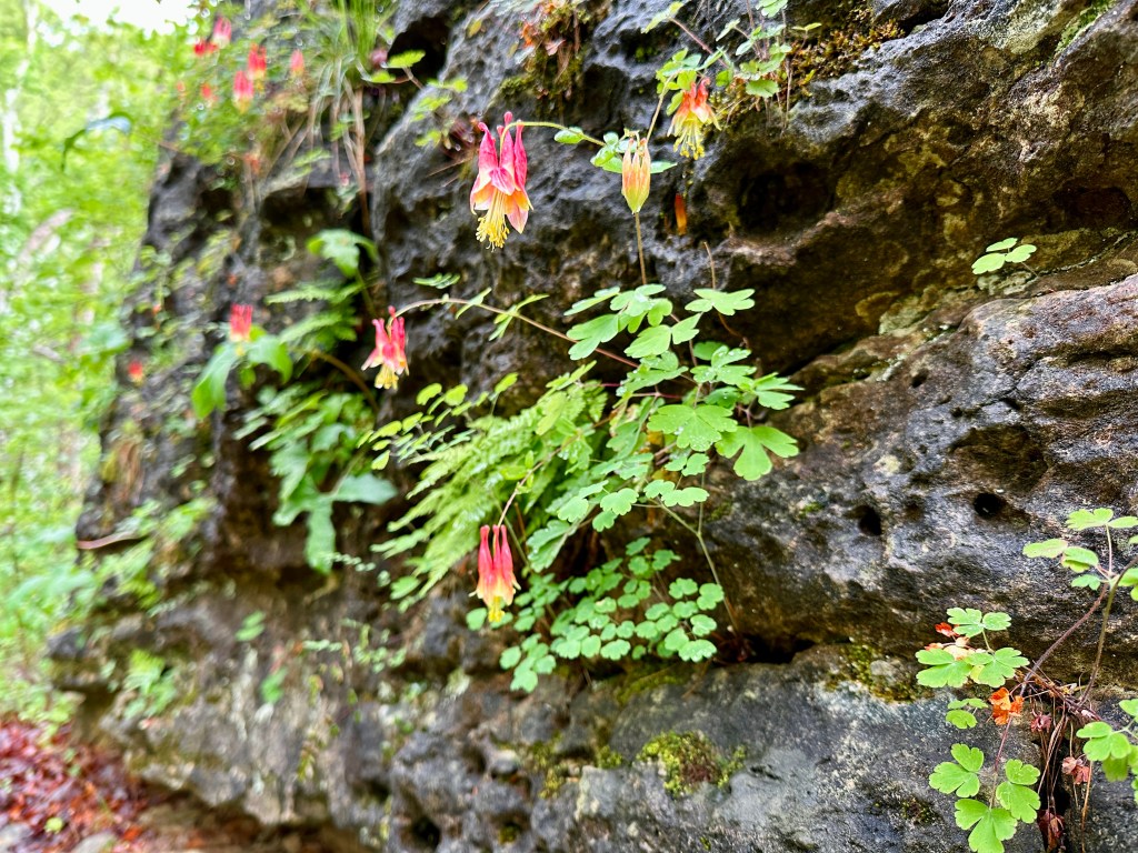 Wild columbines grow on a boulder.