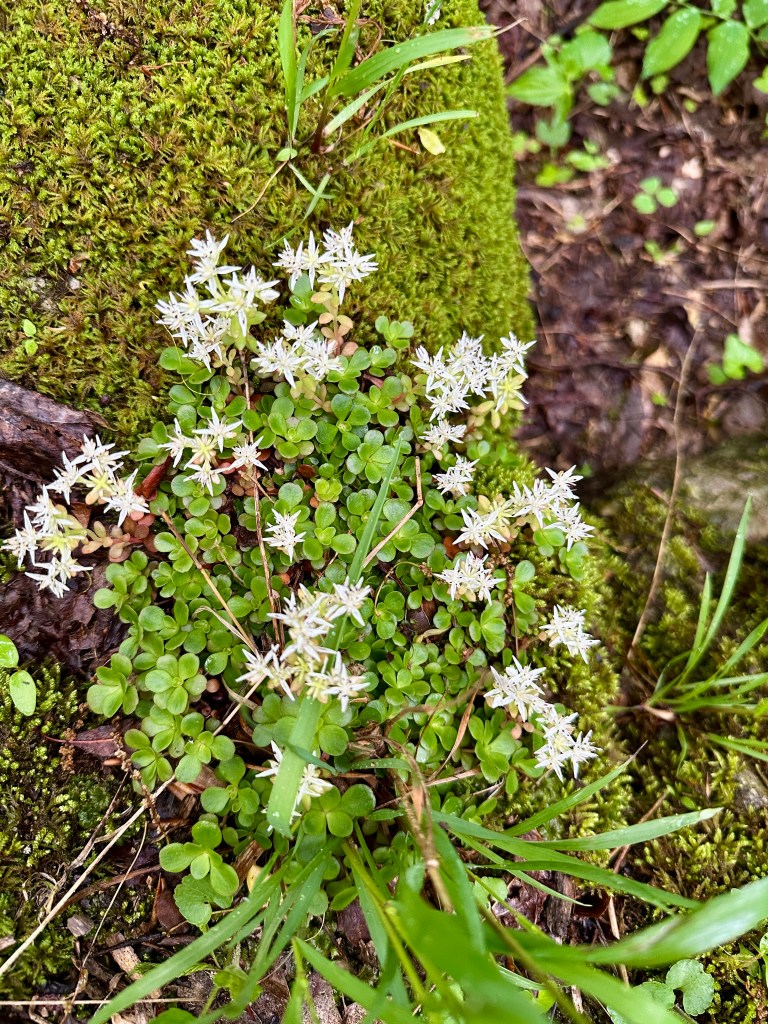 A sedum with many white flowers grows beside a patch of moss.