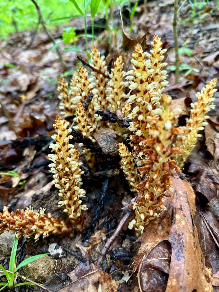 A spiky yellow plant with small white flowers.