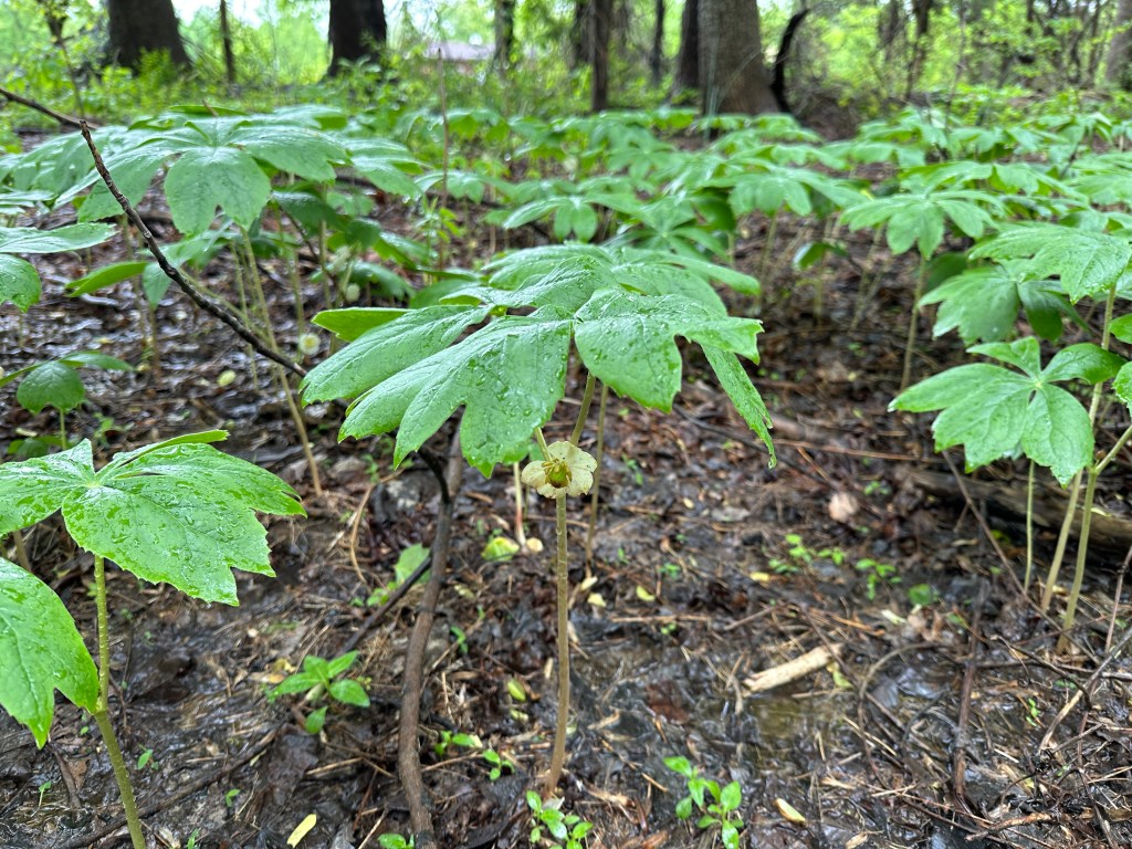A colony of plants, each with two large leaves and between them, a small white flower.