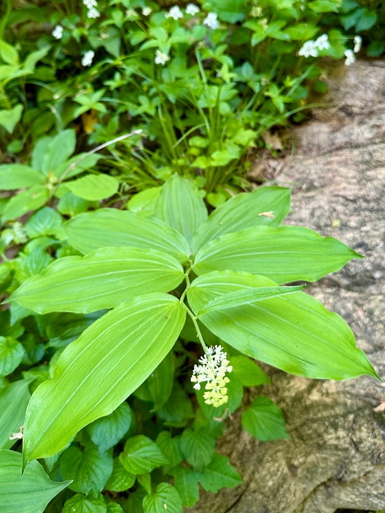 A plant with large, oval-shaped leaves and a spike of small white flowers.