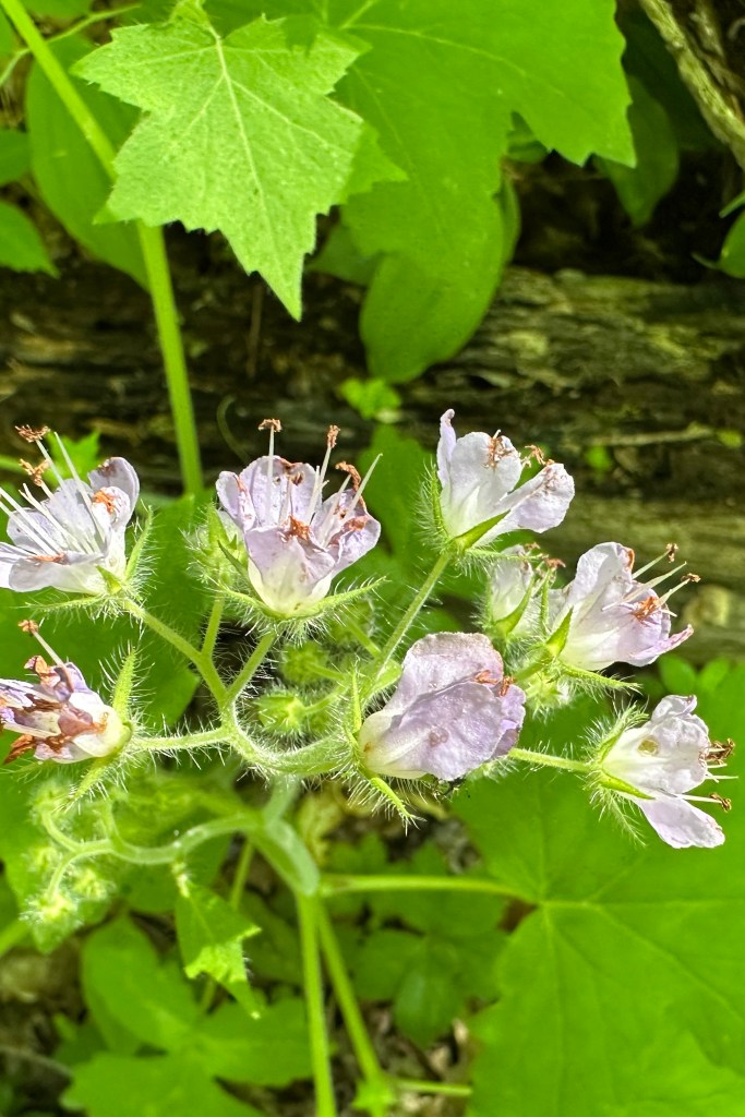 Light pink flowers with long stamens.