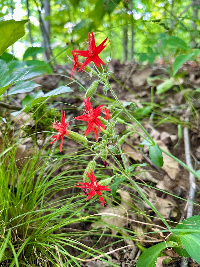 Bright red flowers with five petals each.