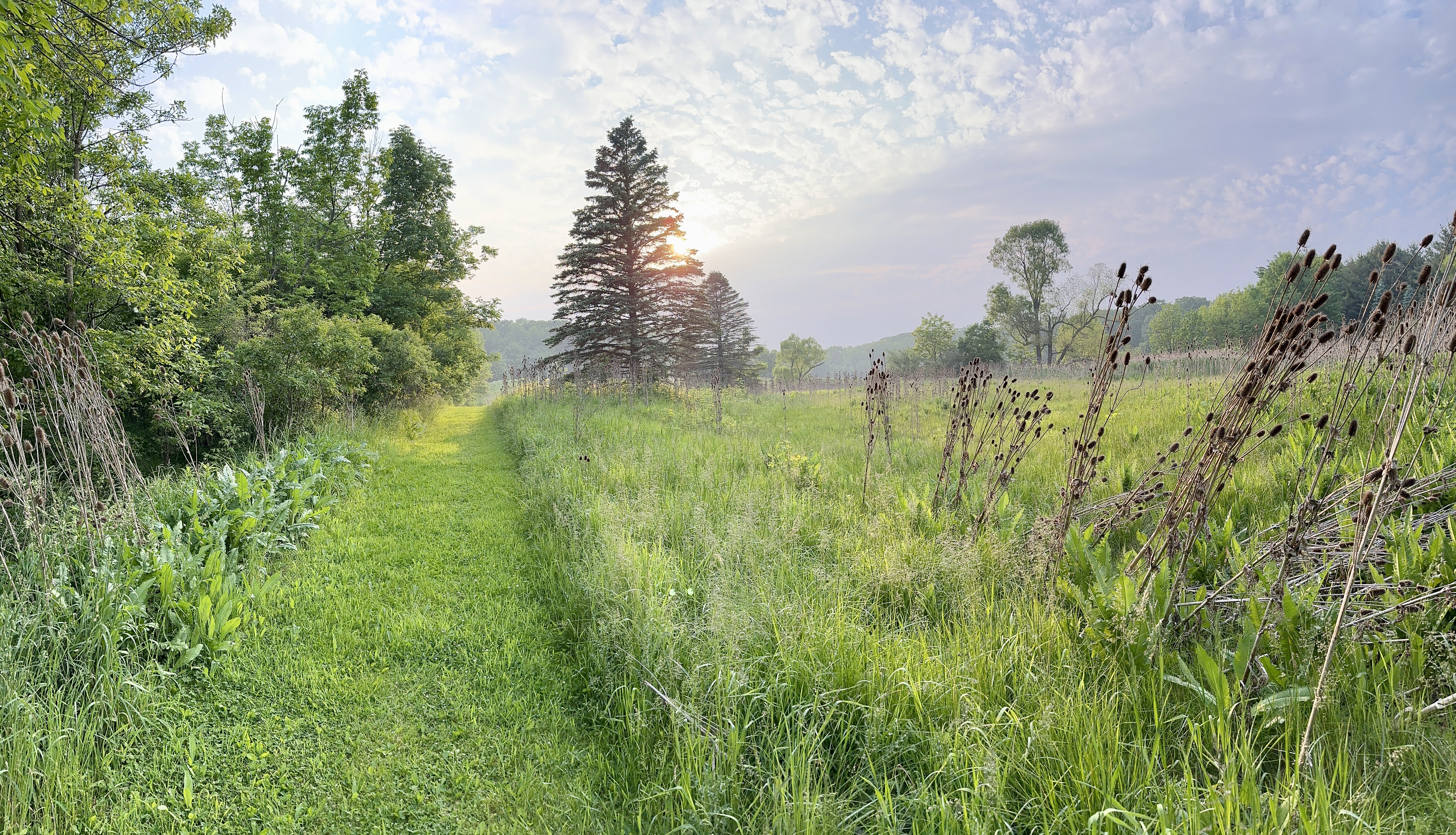 A mown path leads into a meadow. The sun sets behind a coniferous tree.