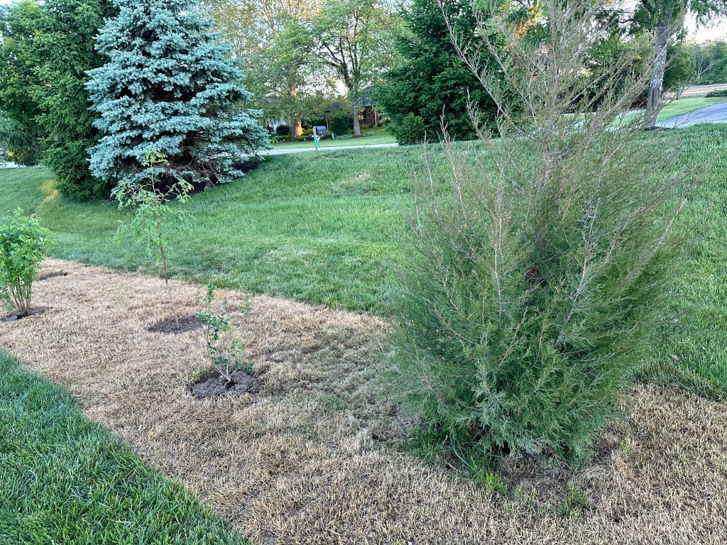Several newly planted saplings in a patch of dead lawn.