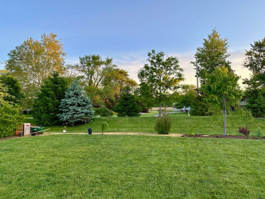 A new garden bed in progress with saplings, the beginning of mulch, and a wheelbarrow.