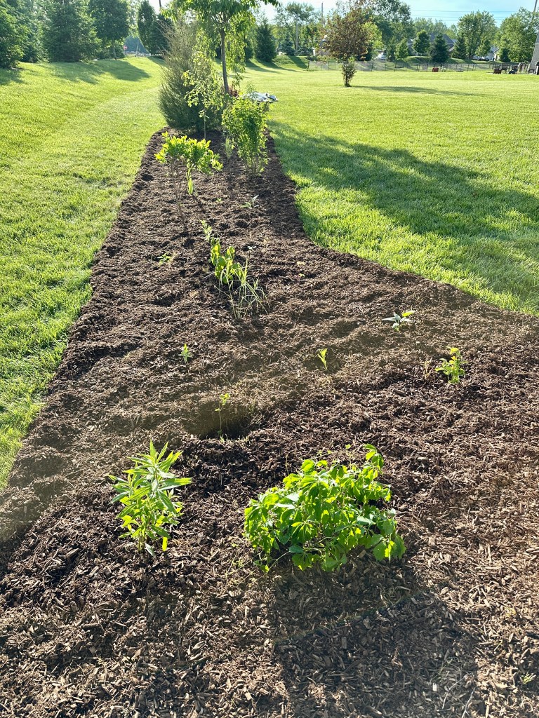 A new garden bed with young plants and mulch.