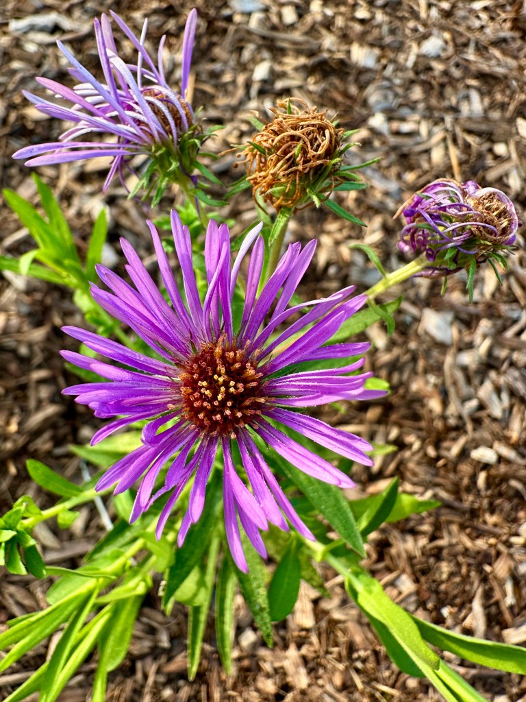 Bright purple daisies in various states of bloom.