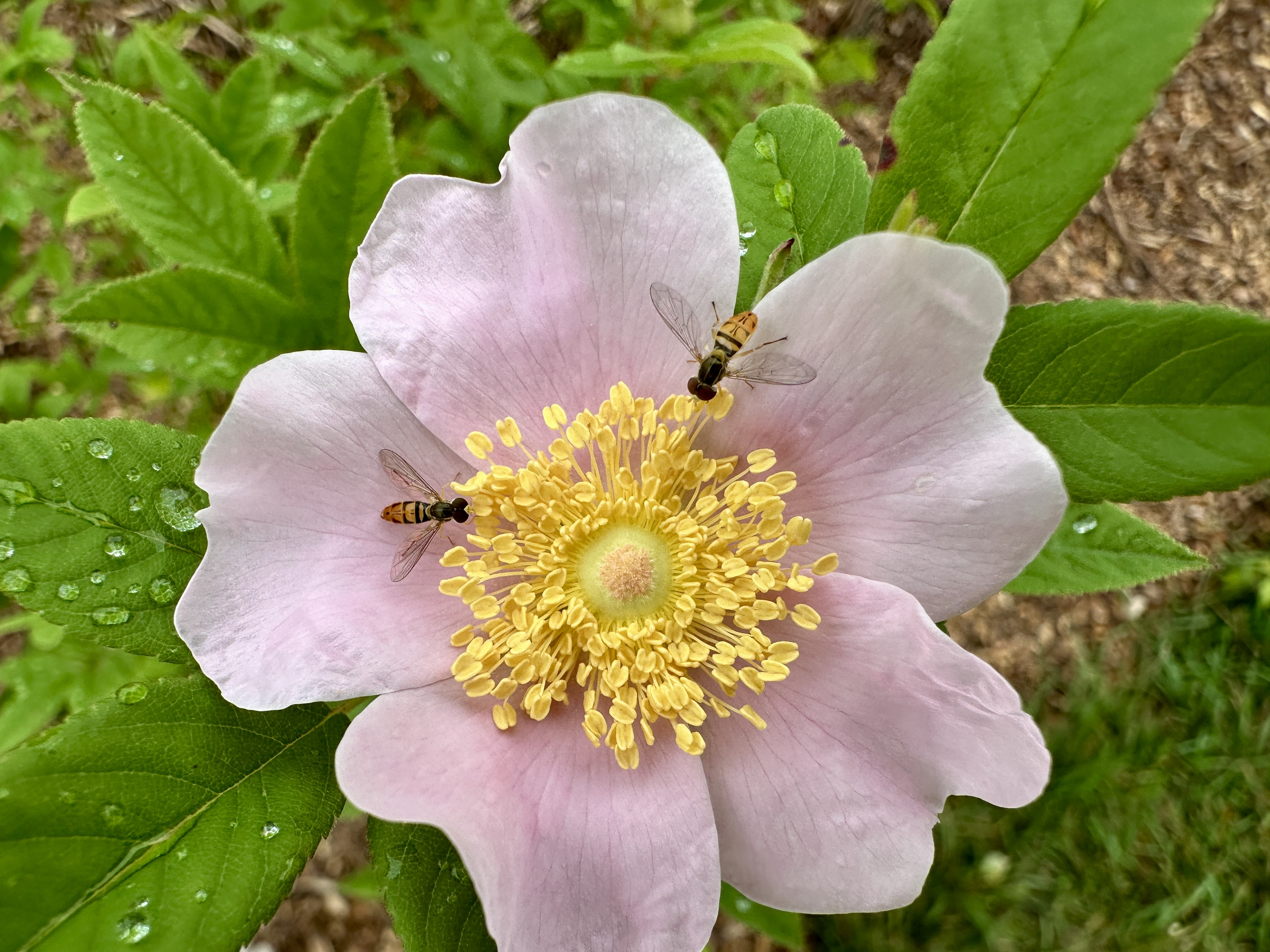 A wild rose with two hover flies eating its pollen.