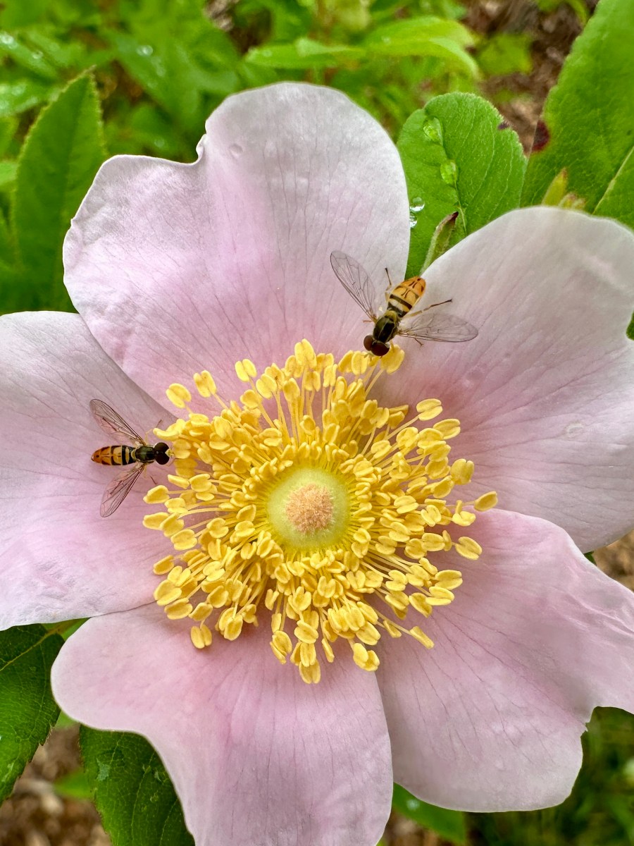 Turning Lawn into a Wildlife Garden: Year&nbsp;1