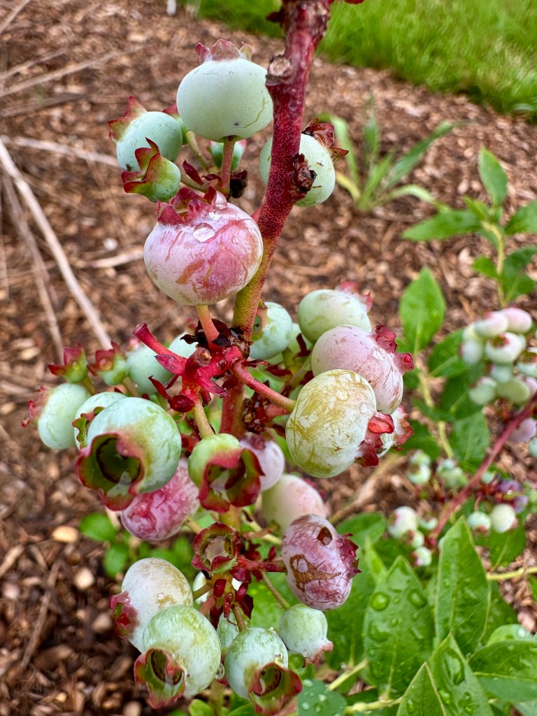 A small blueberry bush with clusters of berries.
