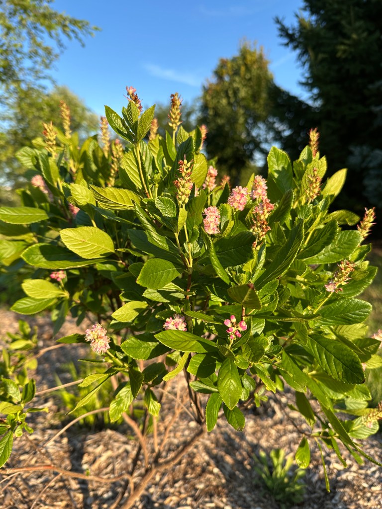 A shrub with tall clusters of pink flowers.