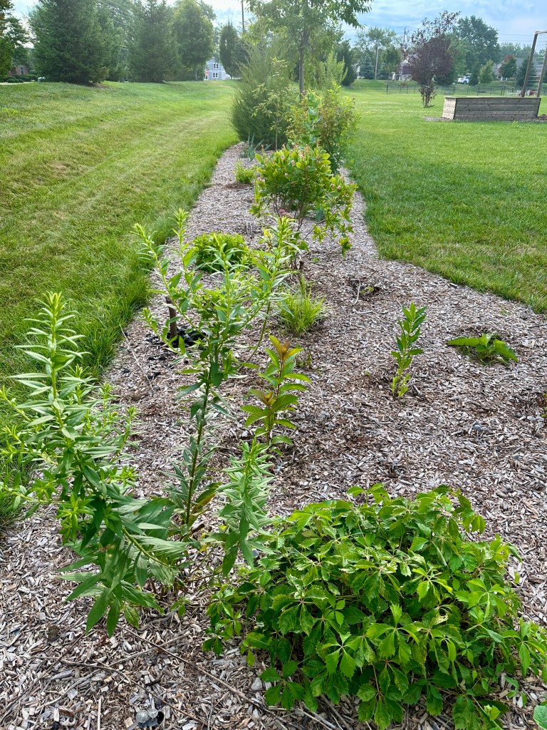 A garden bed featuring a variety of plants.