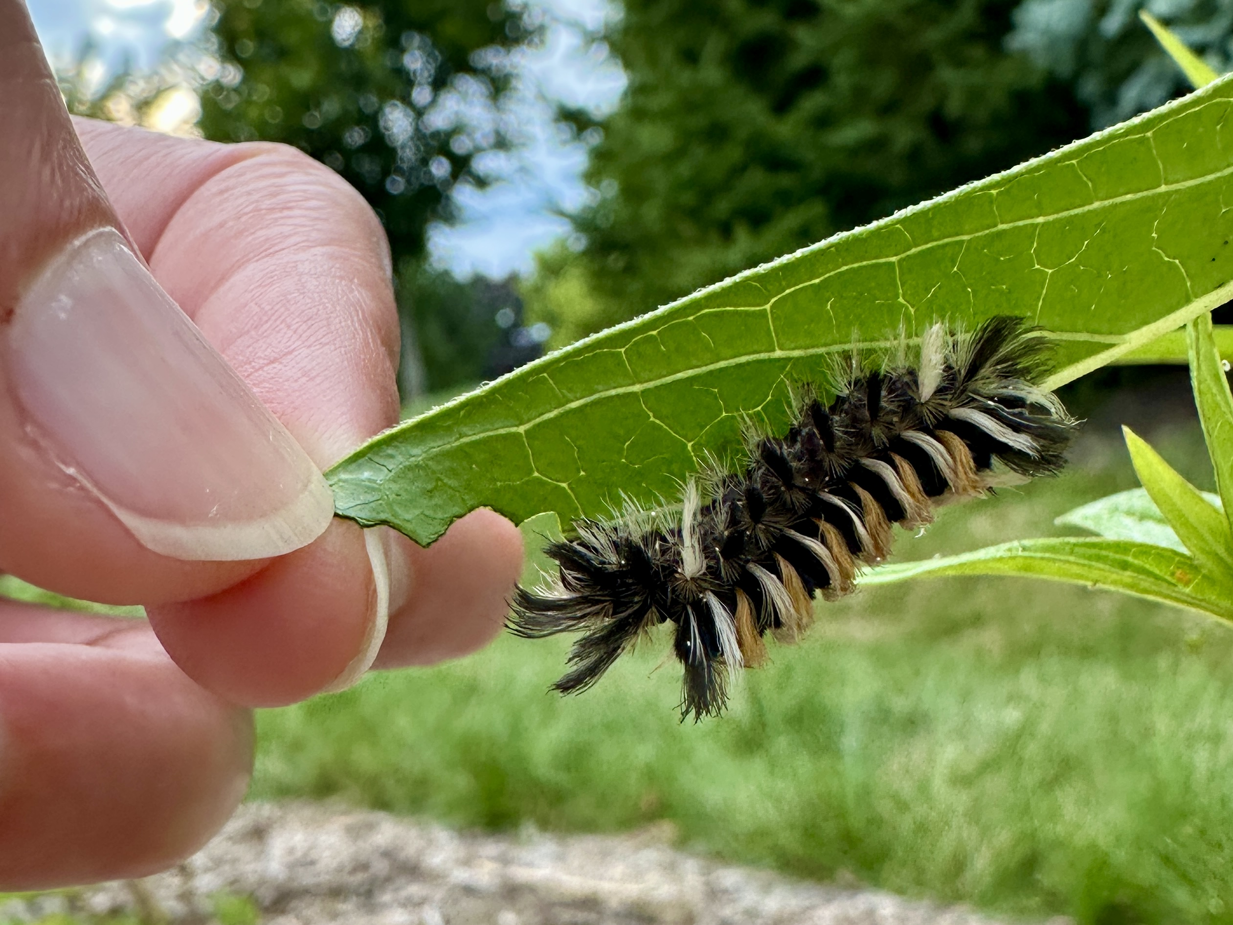 A furry, multicolored caterpillar on the underside of a leaf held by a hand.