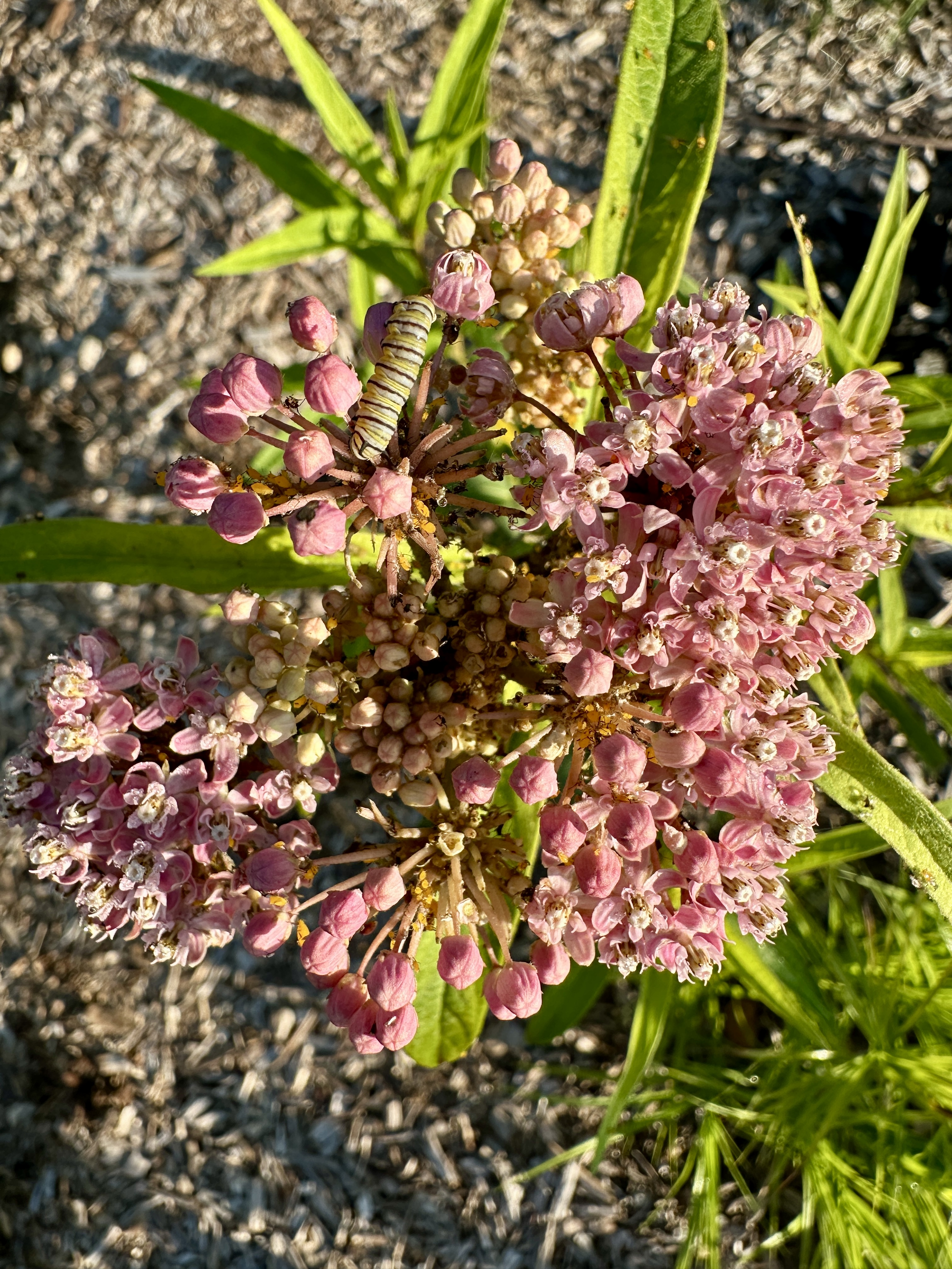 A small caterpillar rests on a cluster of pink flowers.
