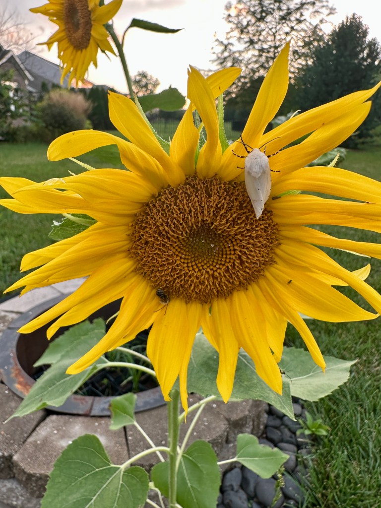A large white moth with striped legs rests on a sunflower.