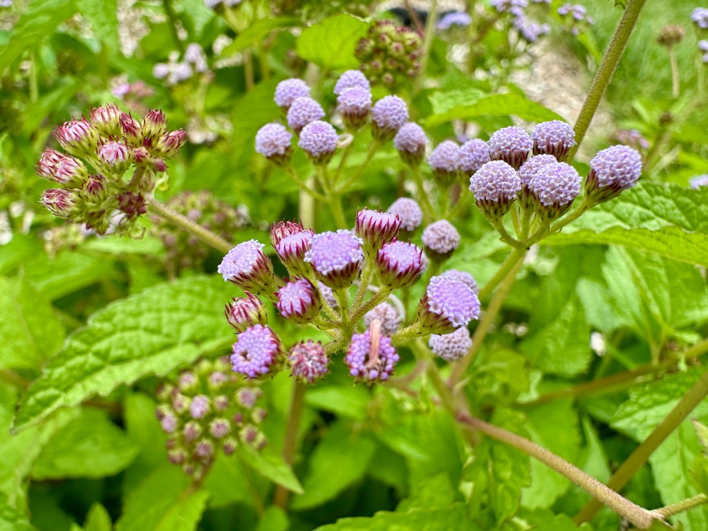 A plant with small clusters of purple flowers.