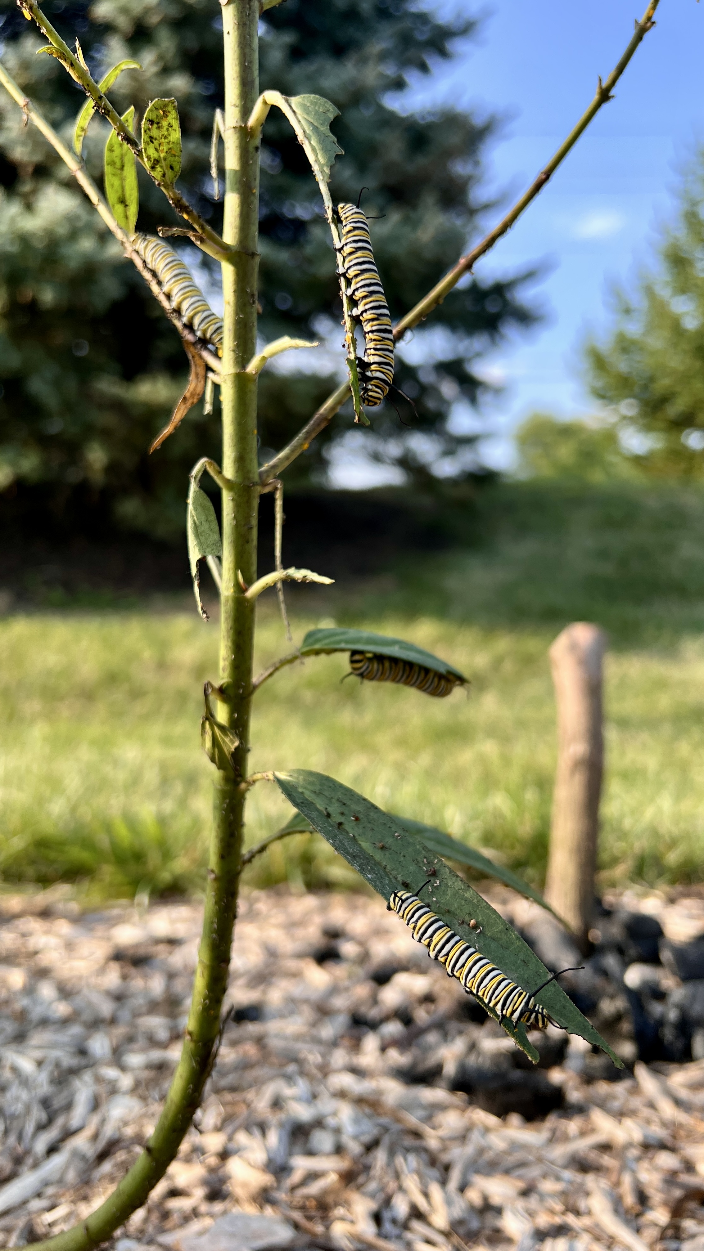 Four large monarch caterpillars sit on a milkweed plant.
