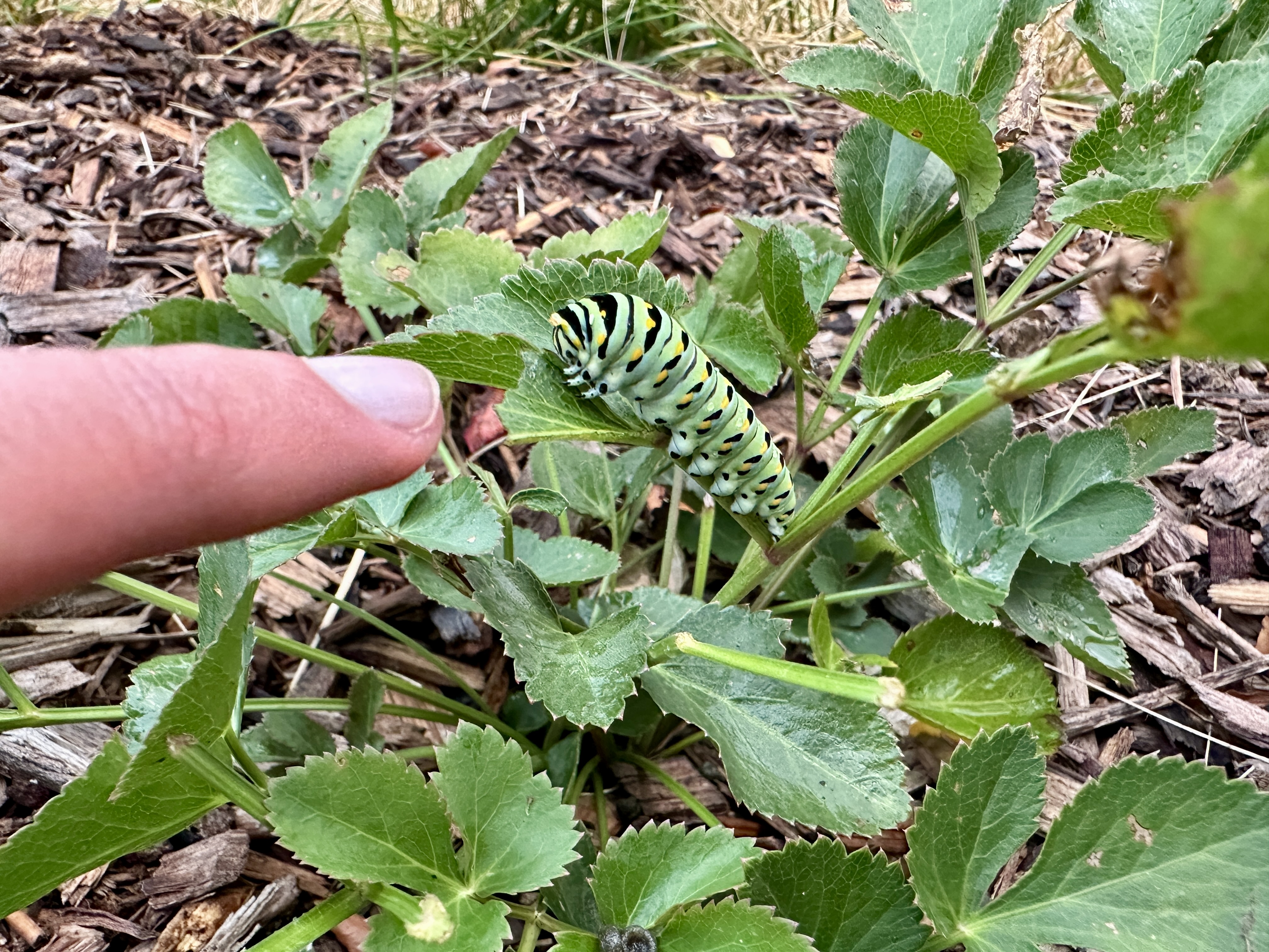 A large striped caterpillar sits on a leaf.