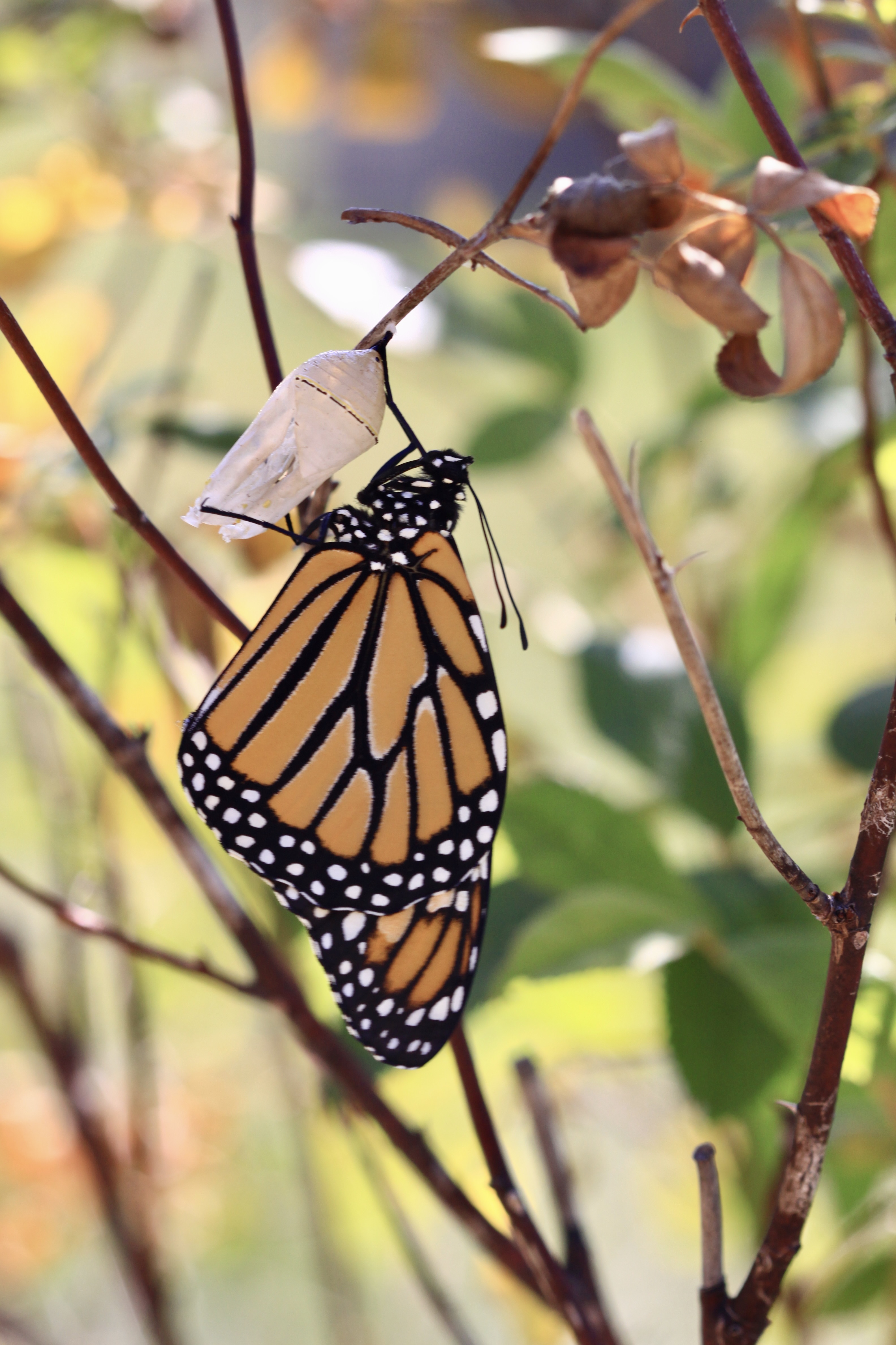 A monarch butterfly hangs from its chrysalis by its legs.