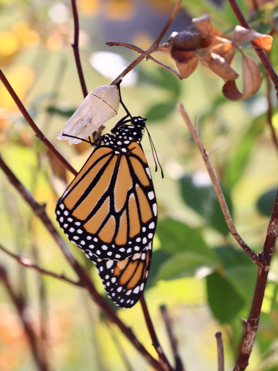 Metamorphosis: An Ode to&nbsp;Bugs