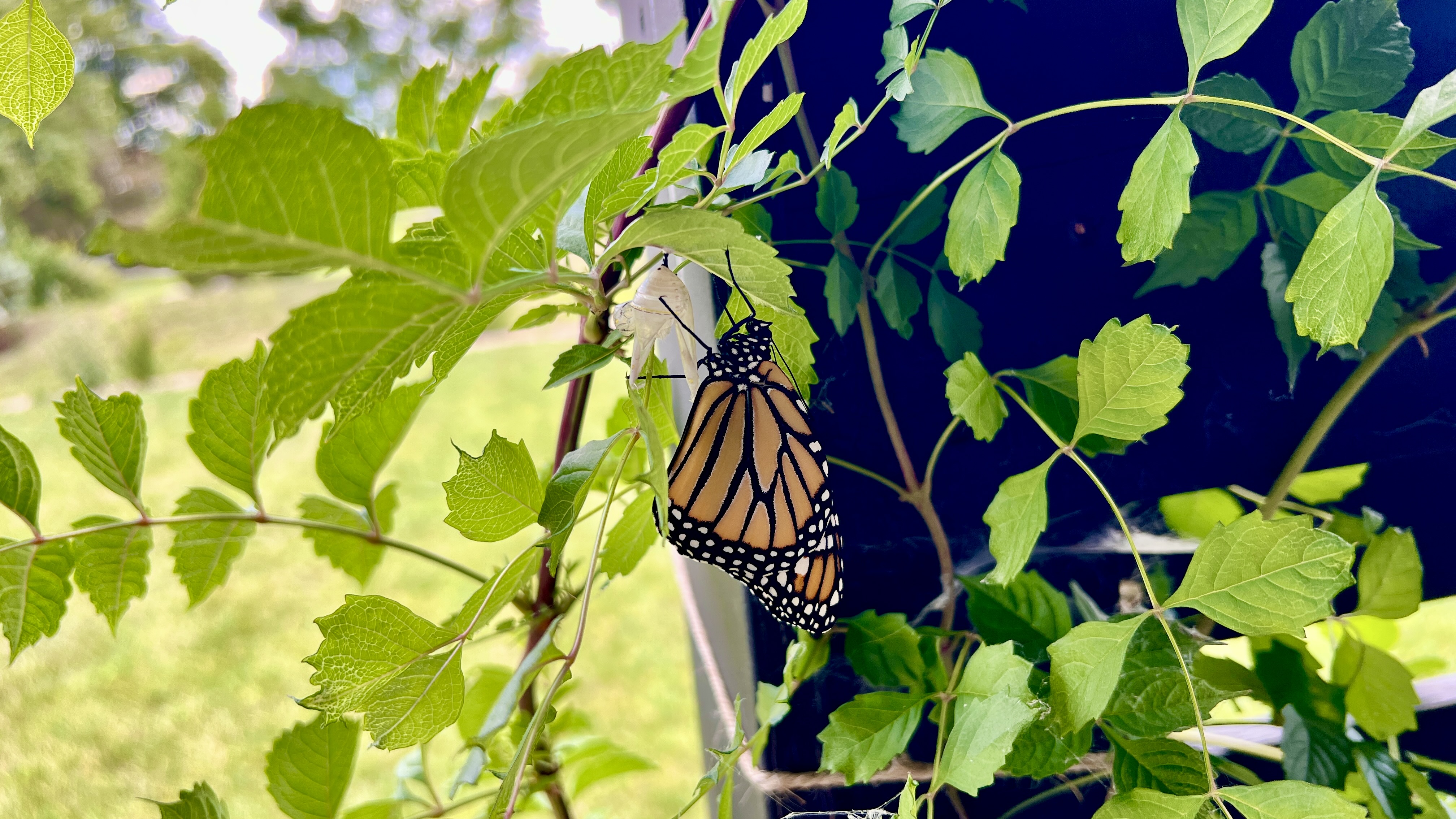 A monarch butterfly rests on its chrysalis, which is attached to a leafy vine.
