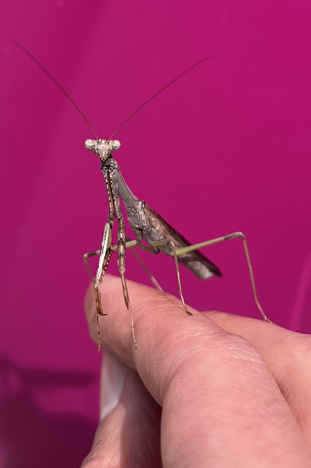 A praying mantis sits on a hand.