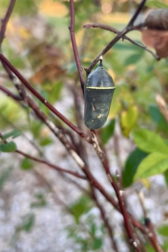 A monarch butterfly chrysalis hangs from a branch.
