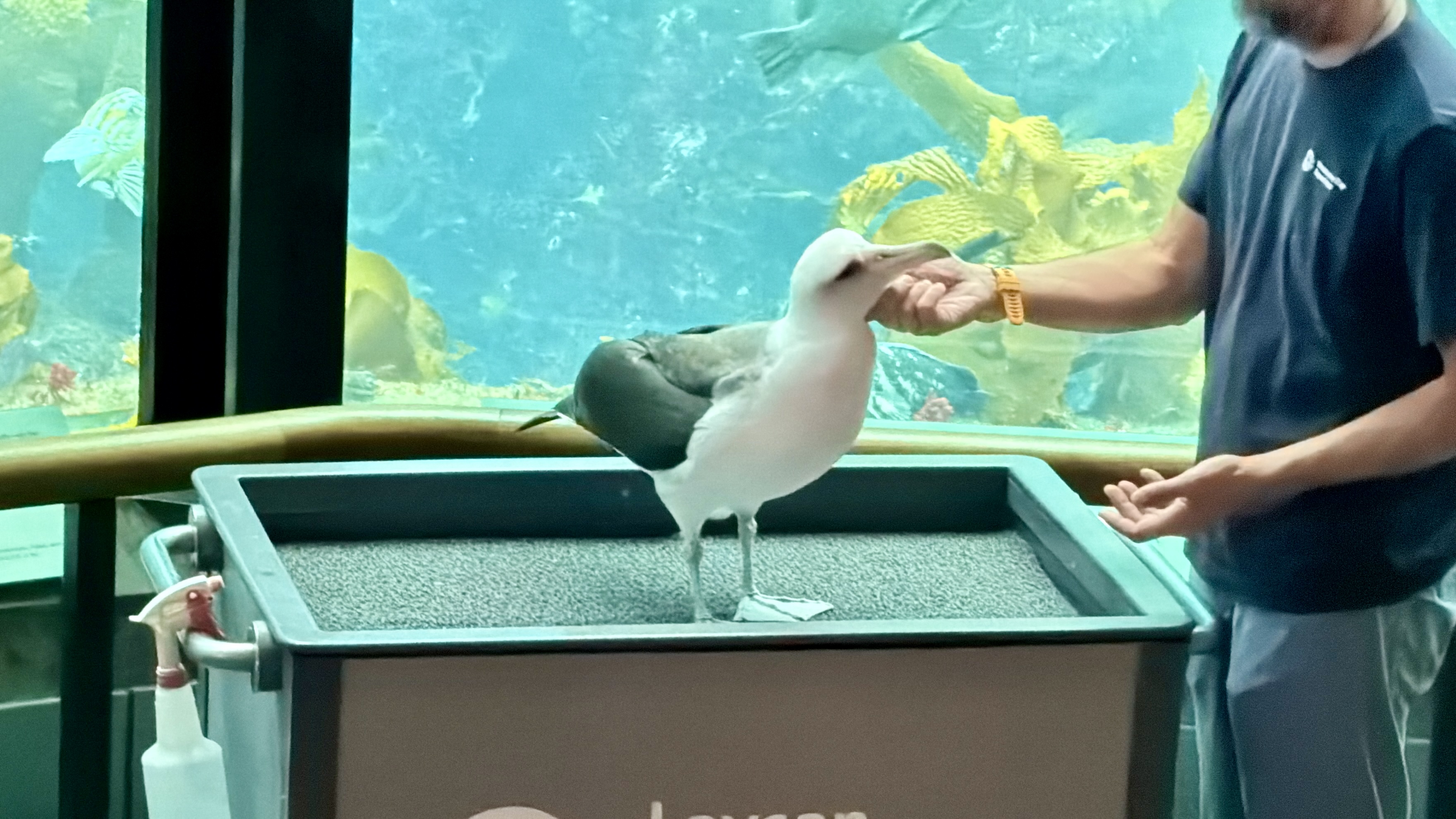 Handler gives Makana a chin scratch.