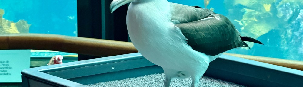An albatross stands on a platform in front of a large aquarium.