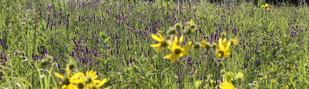 A prairie with a variety of wildflowers native to the United States.