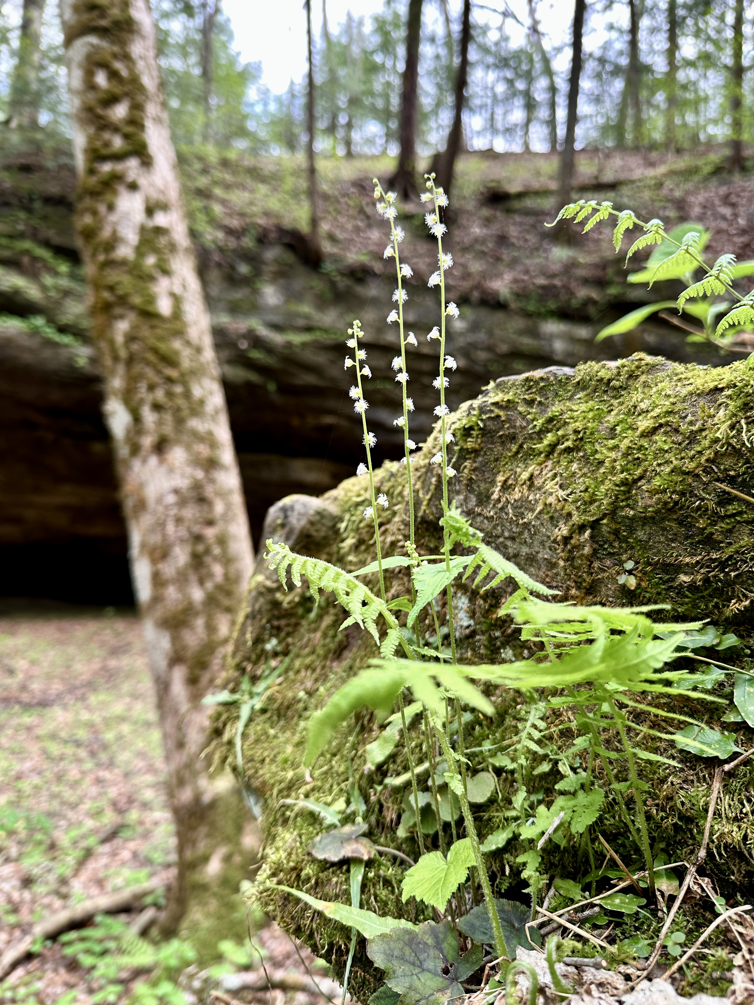 A delicate flower grows on a mossy boulder with trees in the background.