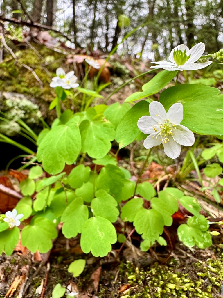 An anemone flower.