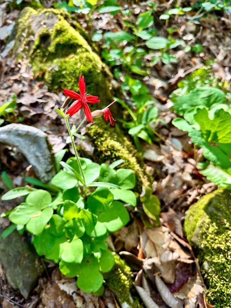 A fire pink flower.