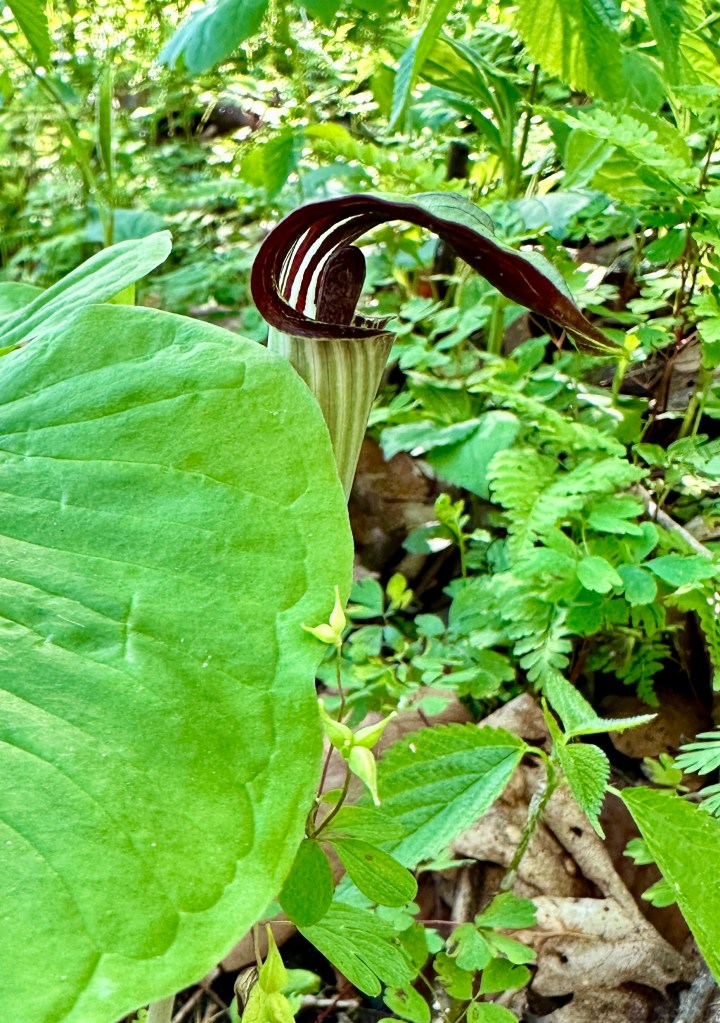 A jack in the pulpit plant.