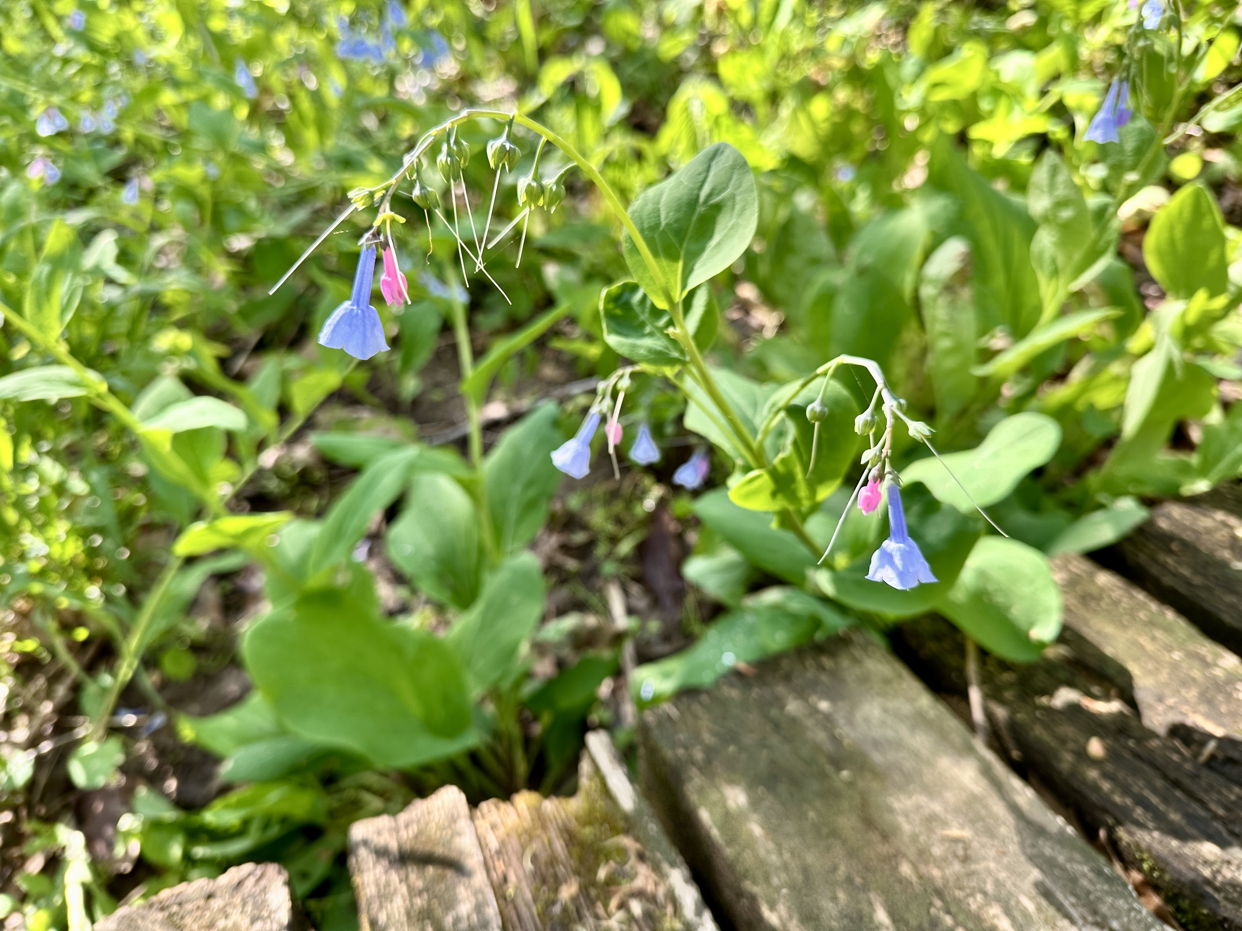 Virginia bluebells bloom next to a boardwalk.