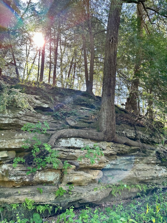 A tree grows out of canyon walls.