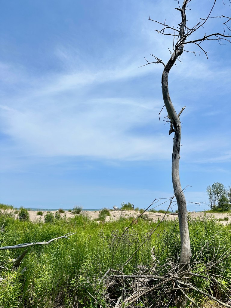 A dead tree in front of a scrubby shoreline.